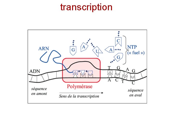 transcription 