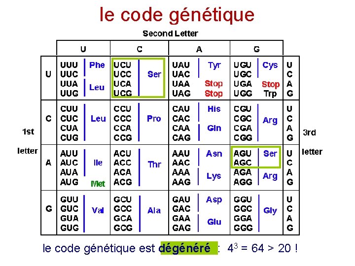 le code génétique 1 codon = 3 lettres = 1 acide aminé le code