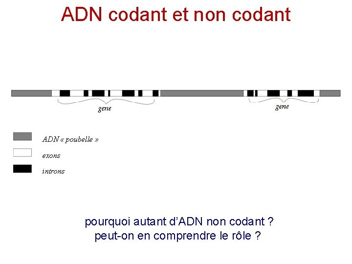 ADN codant et non codant ADN « poubelle » exons introns pourquoi autant d’ADN