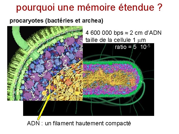pourquoi une mémoire étendue ? procaryotes (bactéries et archea) 4 600 000 bps 2