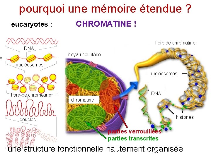 pourquoi une mémoire étendue ? eucaryotes : CHROMATINE ! fibre de chromatine DNA noyau