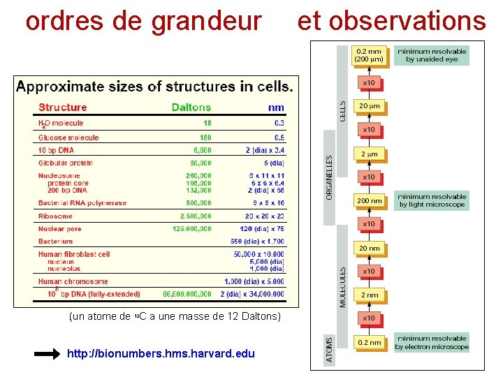 ordres de grandeur (un atome de 12 C a une masse de 12 Daltons)