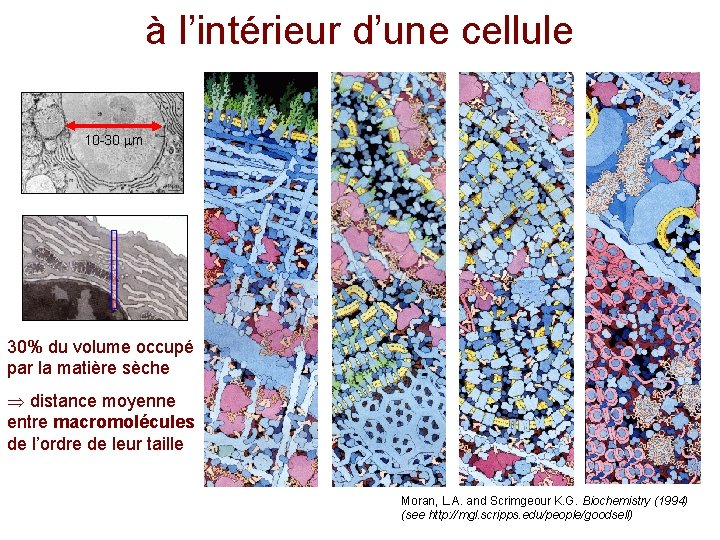 à l’intérieur d’une cellule 10 -30 m 30% du volume occupé par la matière