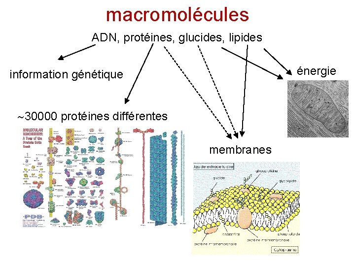 macromolécules ADN, protéines, glucides, lipides énergie information génétique 30000 protéines différentes membranes 