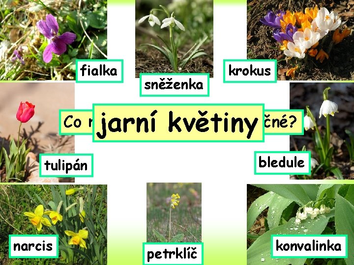 fialka sněženka krokus jarní květiny Co Poznáte Pojmenujte mají tyto květinu ikvětiny ostatní z