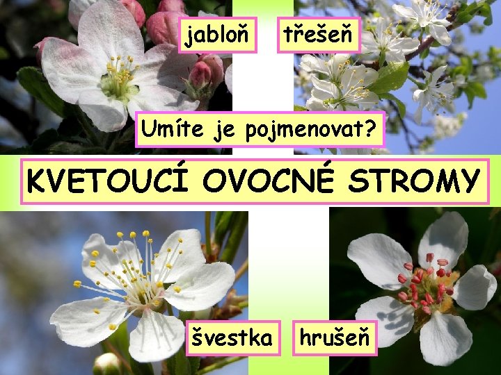 jabloň třešeň Umíte je pojmenovat? Poznáte, kde můžete vidět tyto květy? KVETOUCÍ OVOCNÉ STROMY