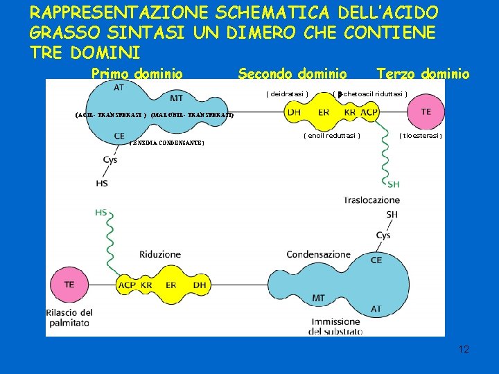 RAPPRESENTAZIONE SCHEMATICA DELL’ACIDO GRASSO SINTASI UN DIMERO CHE CONTIENE TRE DOMINI Primo dominio Secondo