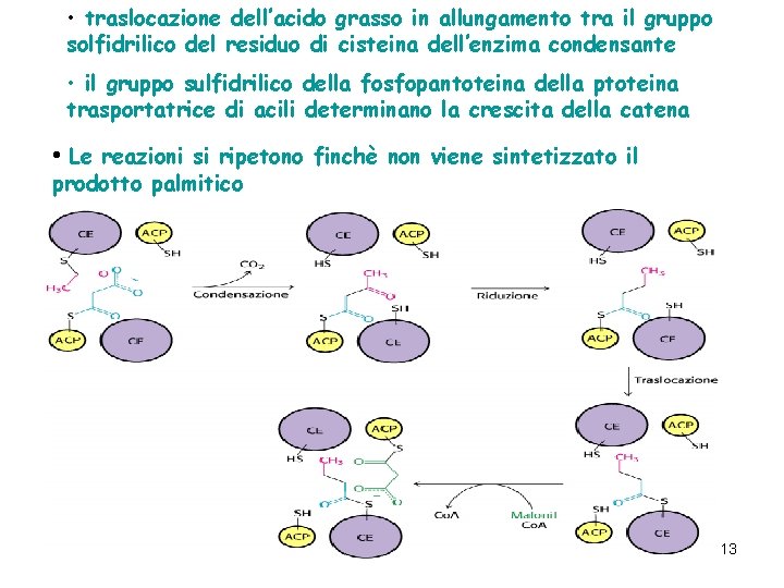  • traslocazione dell’acido grasso in allungamento tra il gruppo solfidrilico del residuo di