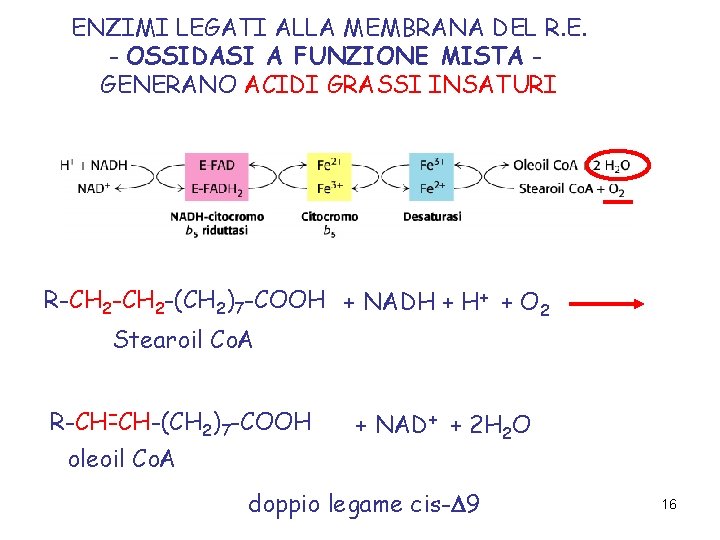 ENZIMI LEGATI ALLA MEMBRANA DEL R. E. - OSSIDASI A FUNZIONE MISTA GENERANO ACIDI