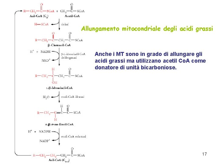 Allungamento mitocondriale degli acidi grassi Anche i MT sono in grado di allungare gli