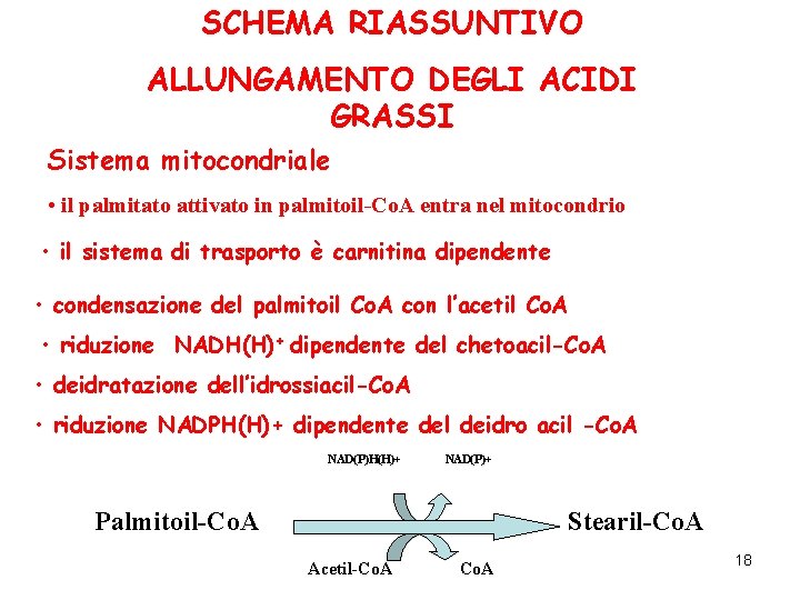 SCHEMA RIASSUNTIVO ALLUNGAMENTO DEGLI ACIDI GRASSI Sistema mitocondriale • il palmitato attivato in palmitoil-Co.