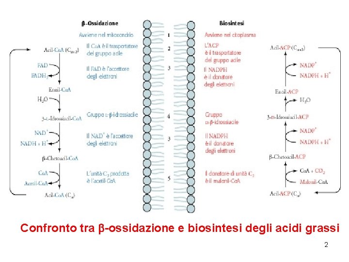 Confronto tra -ossidazione e biosintesi degli acidi grassi 2 
