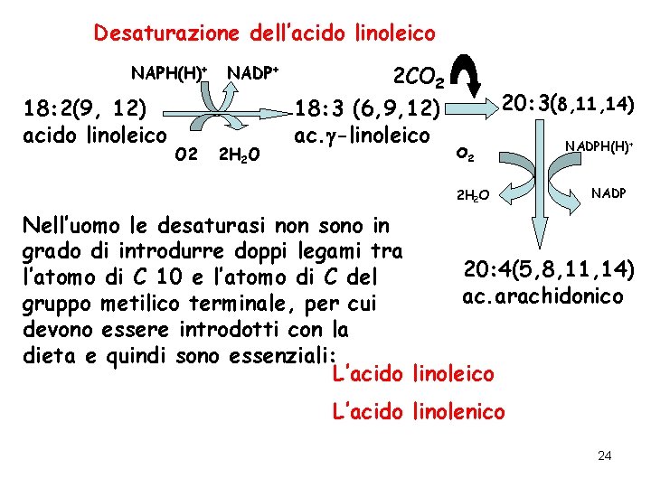 Desaturazione dell’acido linoleico NAPH(H)+ 18: 2(9, 12) acido linoleico O 2 NADP+ 2 H