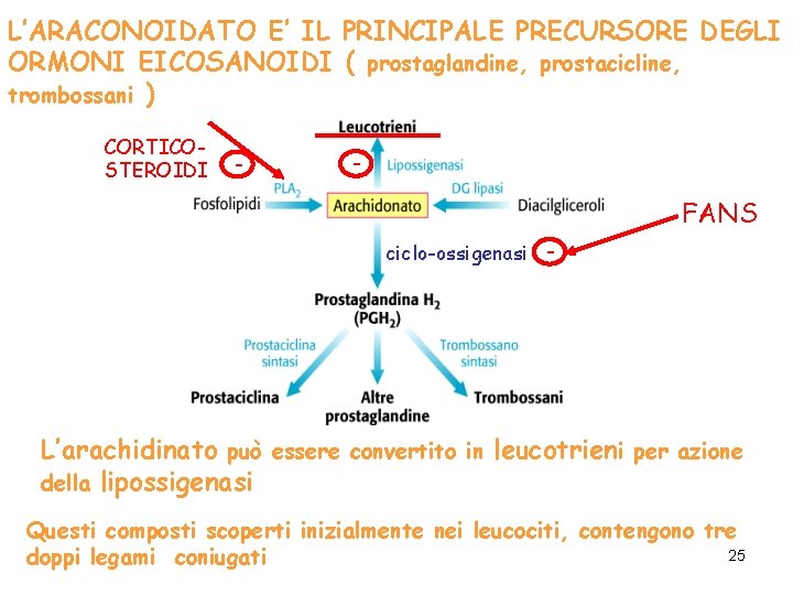 L’ARACONOIDATO E’ IL PRINCIPALE PRECURSORE DEGLI ORMONI EICOSANOIDI ( prostaglandine, prostacicline, trombossani ) CORTICOSTEROIDI