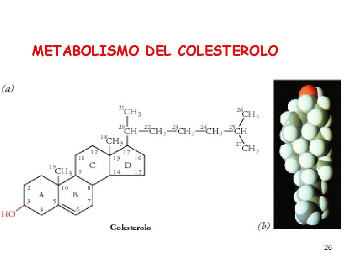 METABOLISMO DEL COLESTEROLO 26 