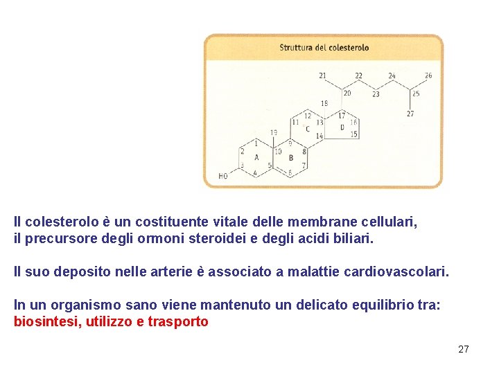 Il colesterolo è un costituente vitale delle membrane cellulari, il precursore degli ormoni steroidei