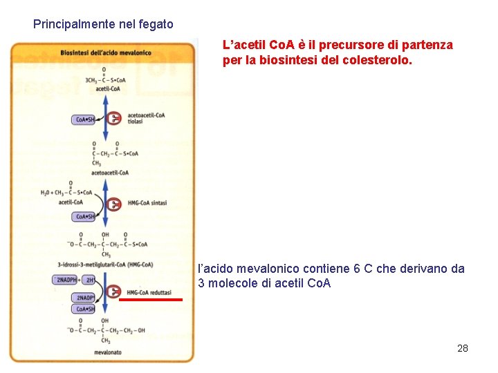 Principalmente nel fegato L’acetil Co. A è il precursore di partenza per la biosintesi