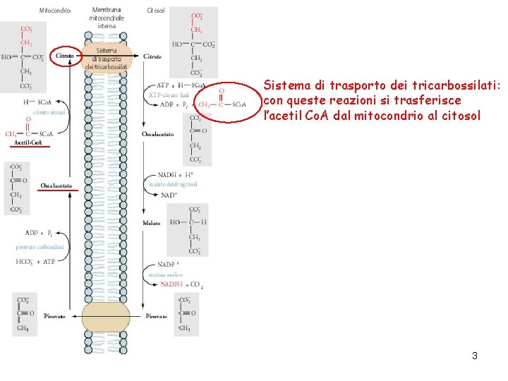 Sistema di trasporto dei tricarbossilati: con queste reazioni si trasferisce l’acetil Co. A dal