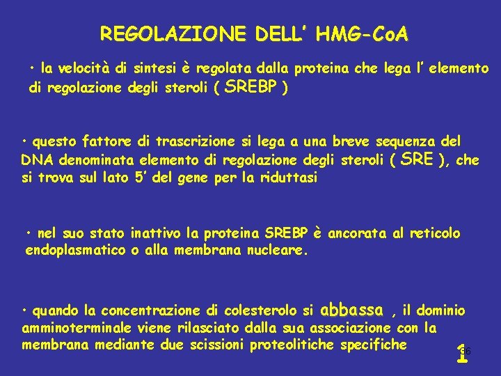 REGOLAZIONE DELL’ HMG-Co. A • la velocità di sintesi è regolata dalla proteina che
