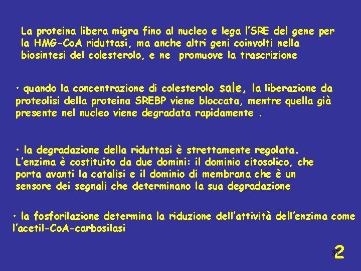 La proteina libera migra fino al nucleo e lega l’SRE del gene per la