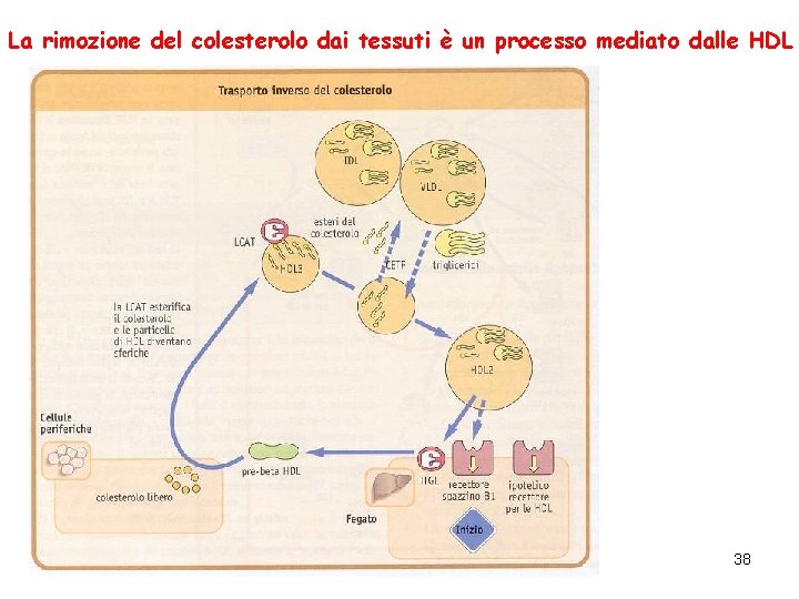 La rimozione del colesterolo dai tessuti è un processo mediato dalle HDL 38 