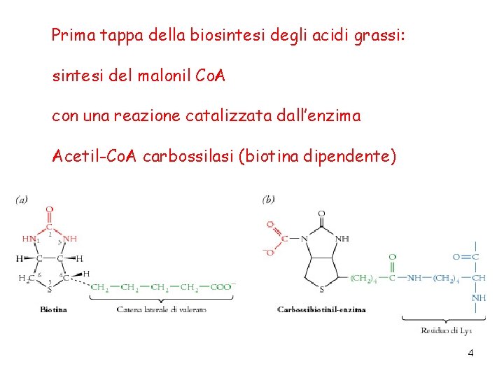 Prima tappa della biosintesi degli acidi grassi: sintesi del malonil Co. A con una