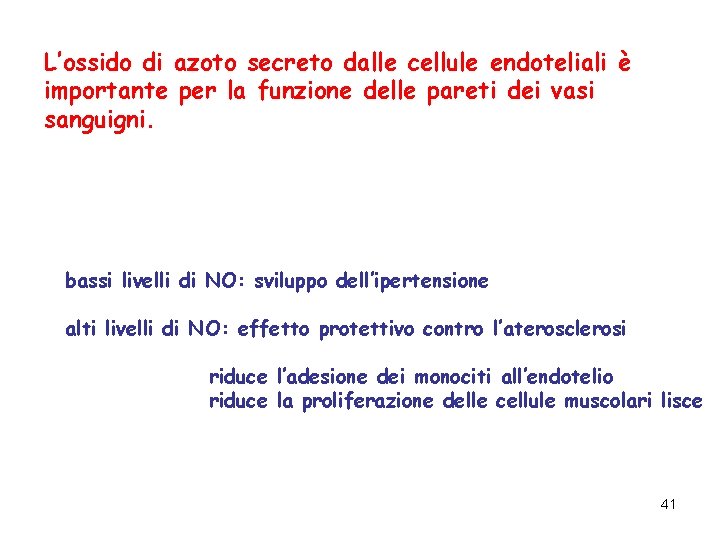 L’ossido di azoto secreto dalle cellule endoteliali è importante per la funzione delle pareti