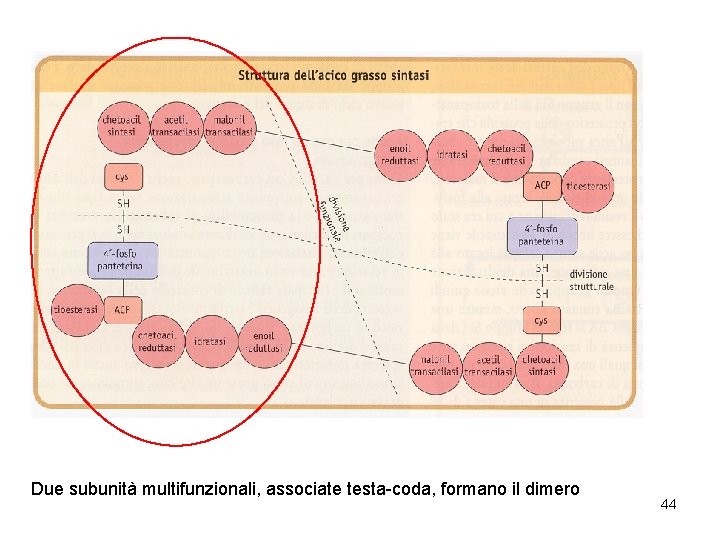 Due subunità multifunzionali, associate testa-coda, formano il dimero 44 