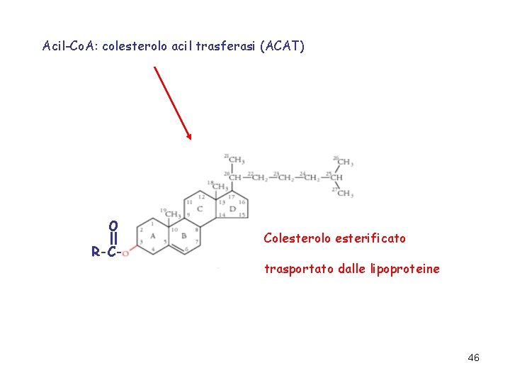 Acil-Co. A: colesterolo acil trasferasi (ACAT) O R-C- Colesterolo esterificato trasportato dalle lipoproteine 46