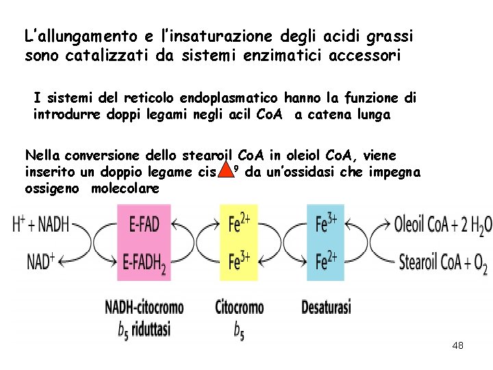 L’allungamento e l’insaturazione degli acidi grassi sono catalizzati da sistemi enzimatici accessori I sistemi