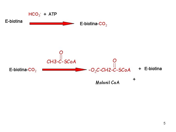 HCO 3 - + ATP E-biotina-CO 2 O CH 3 -C-SCo. A E-biotina-CO 2