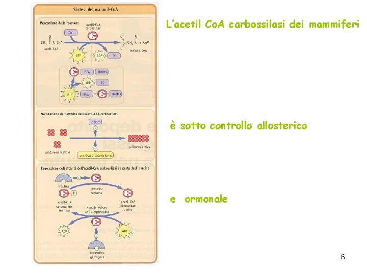 L’acetil Co. A carbossilasi dei mammiferi è sotto controllo allosterico e ormonale 6 