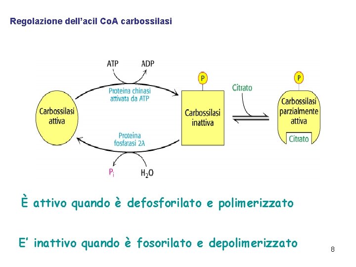 Regolazione dell’acil Co. A carbossilasi È attivo quando è defosforilato e polimerizzato E’ inattivo