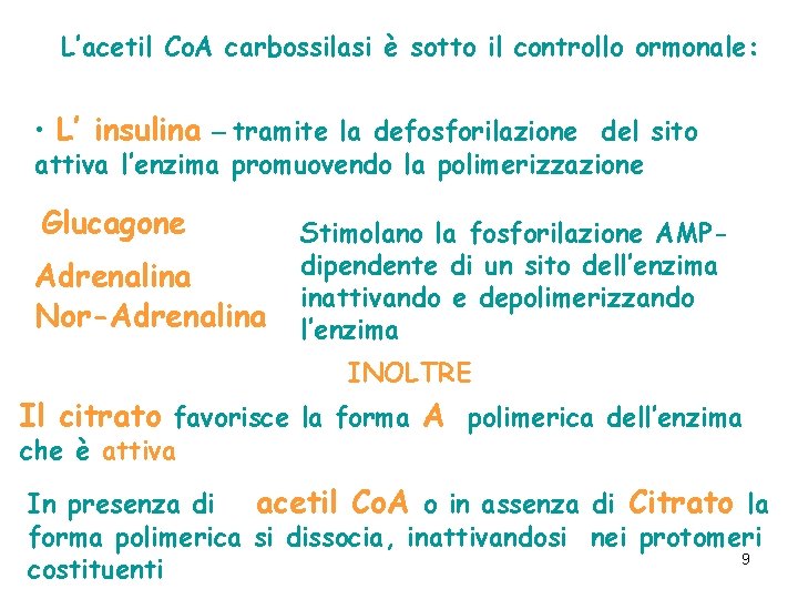 L’acetil Co. A carbossilasi è sotto il controllo ormonale: • L’ insulina – tramite