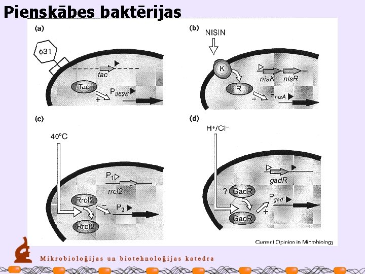 Pienskābes baktērijas 