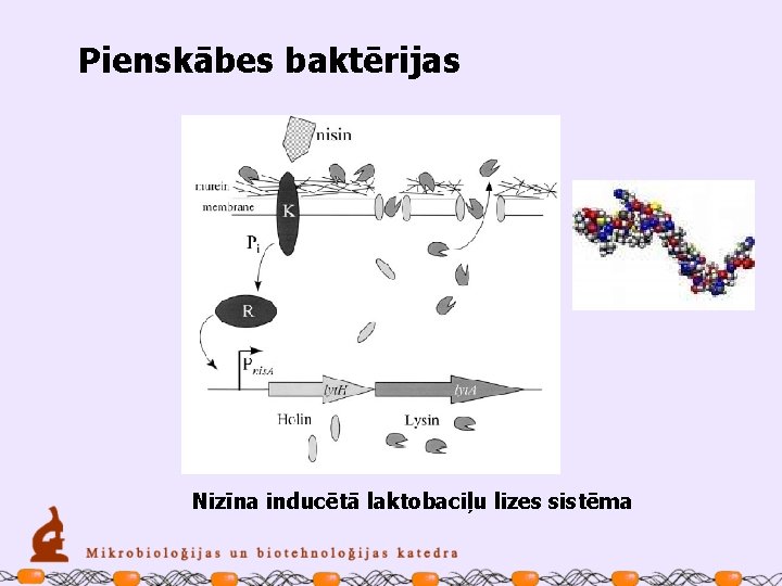 Pienskābes baktērijas Nizīna inducētā laktobaciļu lizes sistēma 