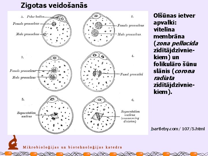 Zigotas veidošanās Olšūnas ietver apvalki: vitelīna membrāna (zona pellucida zīdītājdzīvniekiem) un folikulāro šūnu slānis