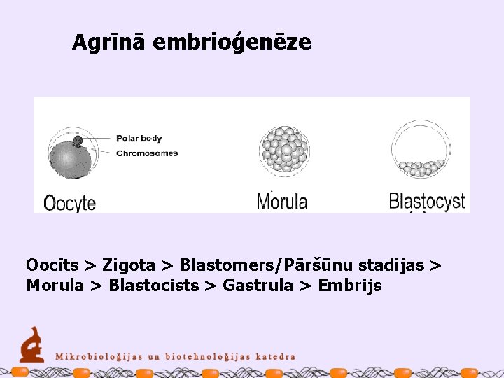 Agrīnā embrioģenēze Oocīts > Zigota > Blastomers/Pāršūnu stadijas > Morula > Blastocists > Gastrula