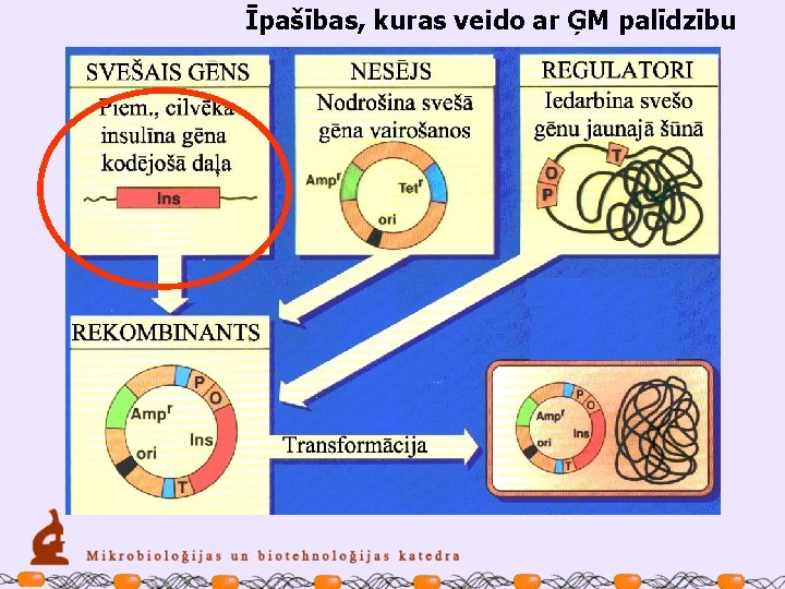 Īpašības, kuras veido ar ĢM palīdzību 