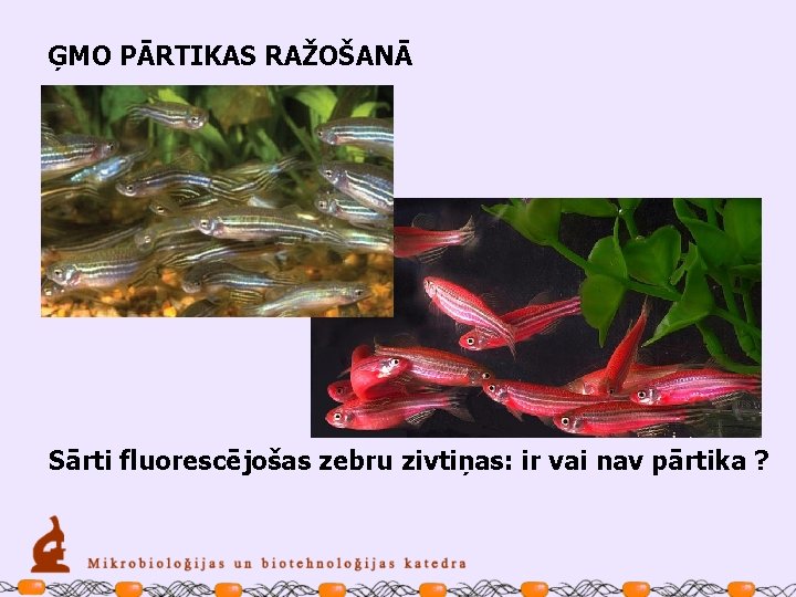 ĢMO PĀRTIKAS RAŽOŠANĀ Sārti fluorescējošas zebru zivtiņas: ir vai nav pārtika ? 