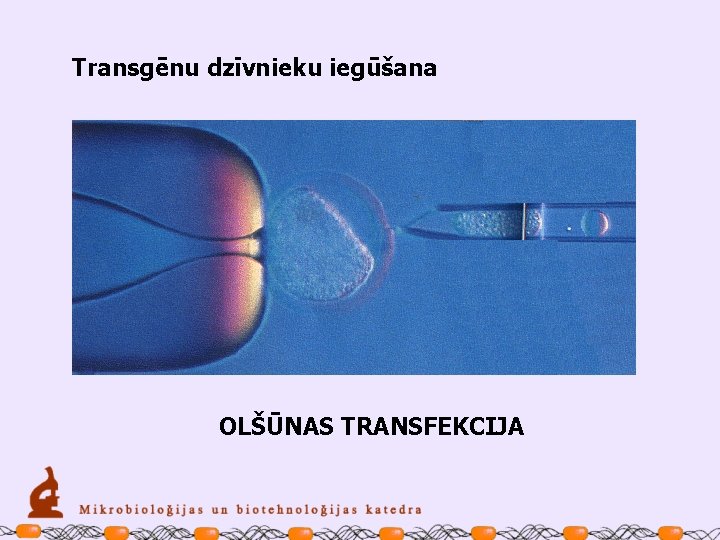 Transgēnu dzīvnieku iegūšana OLŠŪNAS TRANSFEKCIJA 