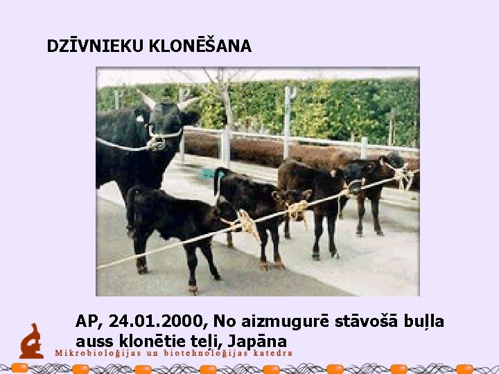 DZĪVNIEKU KLONĒŠANA AP, 24. 01. 2000, No aizmugurē stāvošā buļla auss klonētie teļi, Japāna