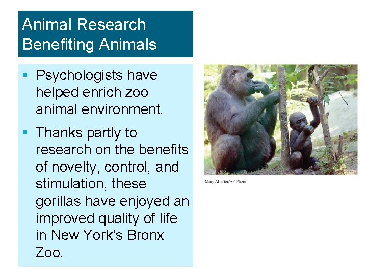 Animal Research Benefiting Animals § Psychologists have helped enrich zoo animal environment. § Thanks