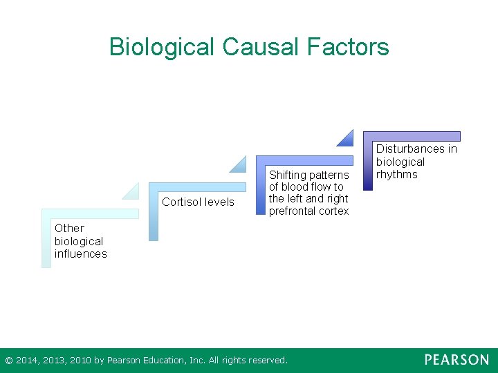 Biological Causal Factors Cortisol levels Shifting patterns of blood flow to the left and