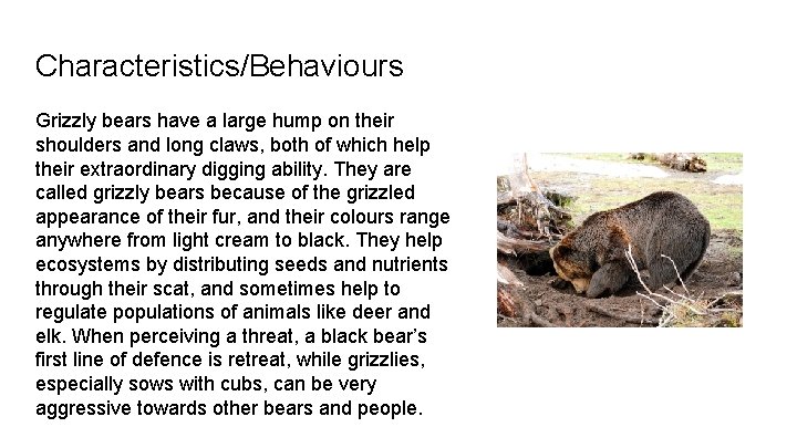 Characteristics/Behaviours Grizzly bears have a large hump on their shoulders and long claws, both