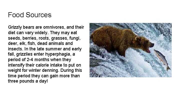 Food Sources Grizzly bears are omnivores, and their diet can vary widely. They may