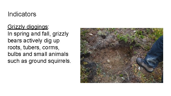 Indicators Grizzly diggings: In spring and fall, grizzly bears actively dig up roots, tubers,