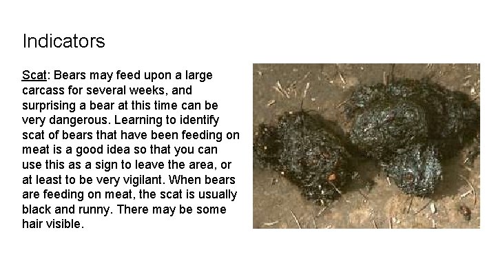 Indicators Scat: Bears may feed upon a large carcass for several weeks, and surprising
