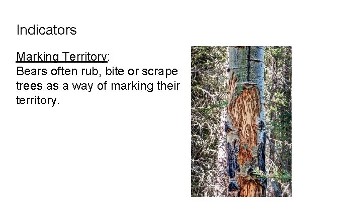 Indicators Marking Territory: Bears often rub, bite or scrape trees as a way of