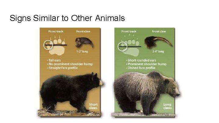 Signs Similar to Other Animals 